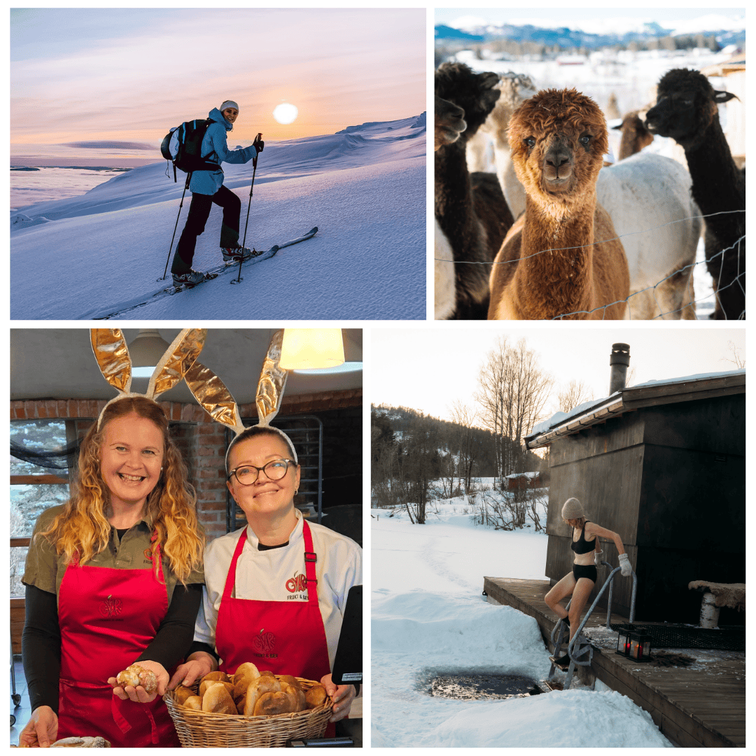 Fire bilder som viser vinteraktiviteter, alpakkaer og lokal bakst i norsk natur.